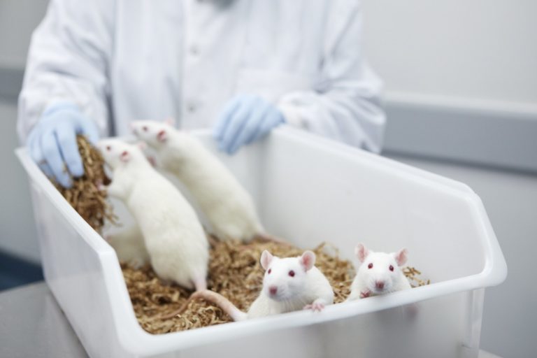 Le prove di tossicità condotte sugli animali non sono predittive per l’uomo