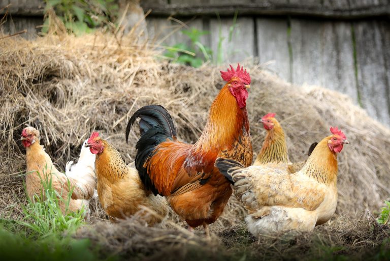 Benessere animale: in Francia stop a uova da galline in batteria?