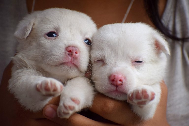 Aumentano le restrizioni alla vendita di cuccioli di razza nel mondo