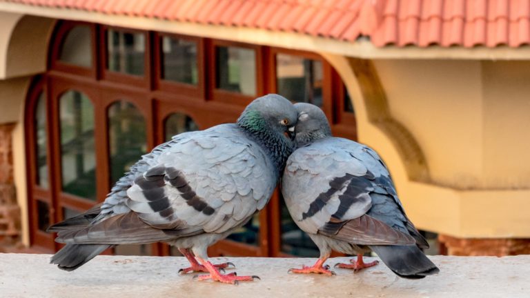 La convivenza con piccioni in città: sono tutelati per legge?