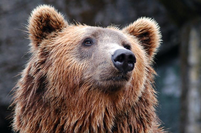 Trentino: catturato l’orso M49. Animal Law: orsi sono un’opportunità, impariamo a convivere