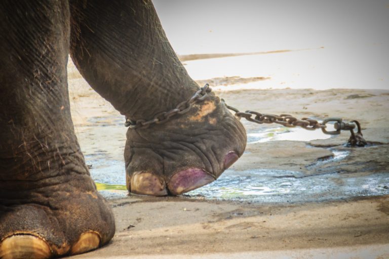 Circo: elefanti legati con catene, è detenzione in condizioni incompatibili – Cass. pen. 10164/18