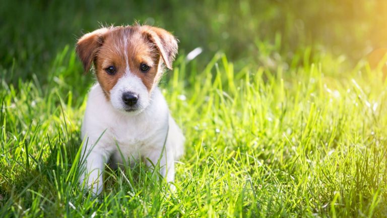 Lodi: sgominato traffico di cuccioli dall’Est Europa