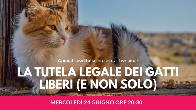 La tutela legale dei gatti liberi (e non solo)