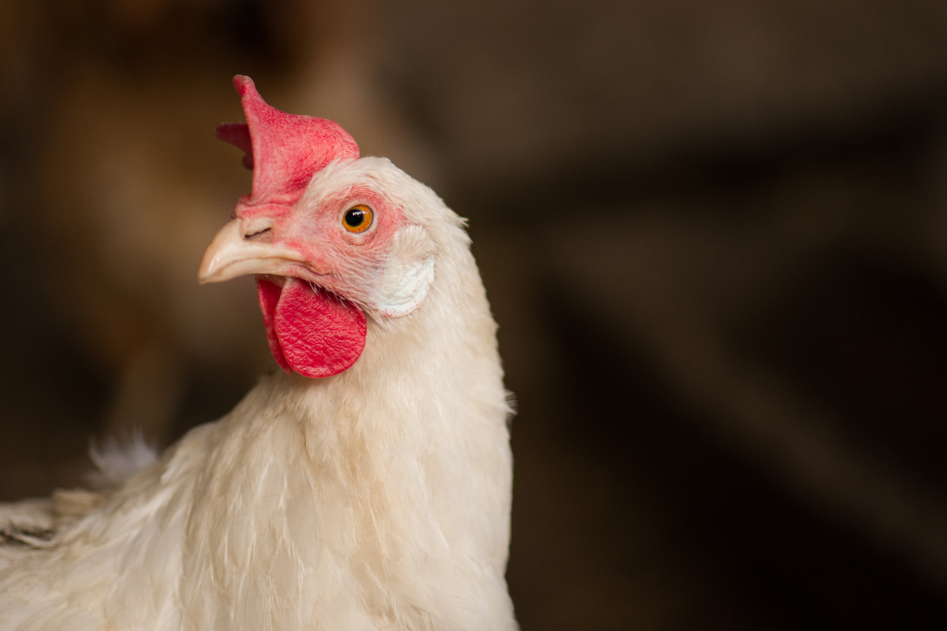 Perché è necessario eliminare le gabbie negli allevamenti di galline ovaiole  - LifeGate