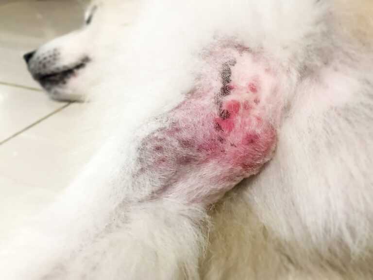 Mancata cura della dermatite del cane: legittimo il sequestro dell’animale
