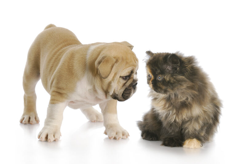 Cani e gatti brachicefali: ne parliamo con la veterinaria